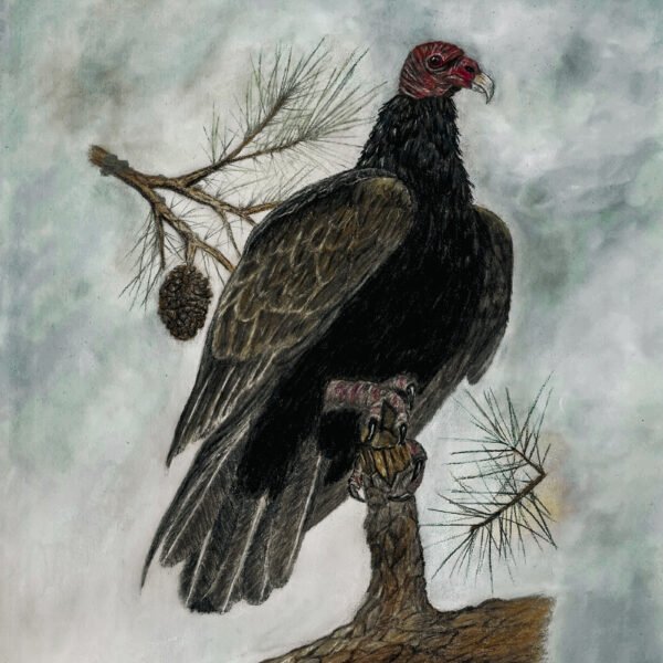 Turkey vulture perched on a pine branch, original wildlife artwork by Lesa Palmer Art